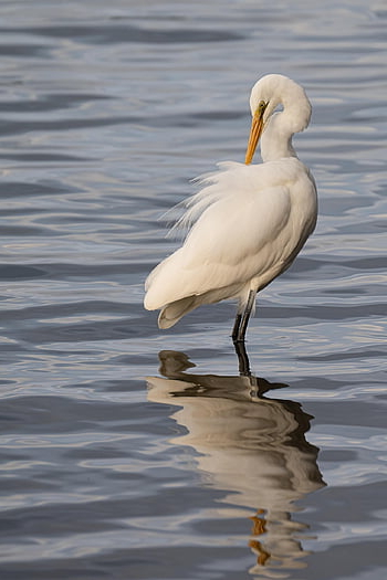 great Egret, eastern Great Egret, egret, white Egret, bird, heron, animal, wildlife, river, avian, plumage