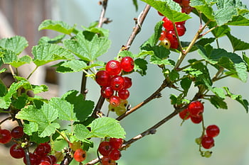 ribes rosso, ribes, frutta, frutti di bosco, rosso, cibo, giardino, natura, maturo, pianta