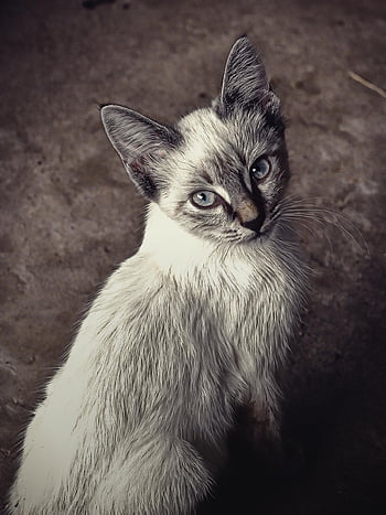 ネコ、 シャム猫、 猫科、 子猫、 ペット、 家畜、 自然、 動物、 青い目、 ペットの肖像画