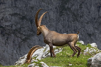 ibex, animal, wildlife, wild Goat, stone Goat, mammal, capricorn, horns, alps, mountain, nature