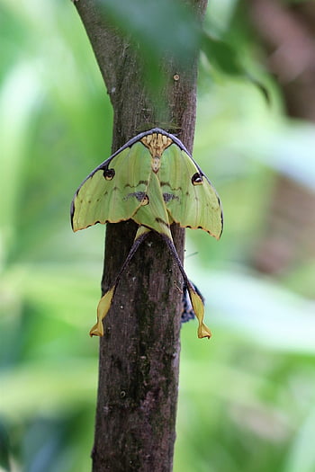 kometa můra, páv spinner, motýl, hmyz, Chyba, křídla, entomologie