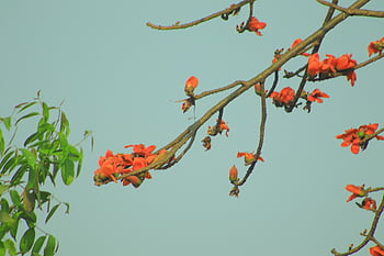 shimul, tree, bombax Ceiba, flower, bombacaceae, bangladesh, robin Rahman, শিমুল, শিমুল ফুল, শিমুল বাগান