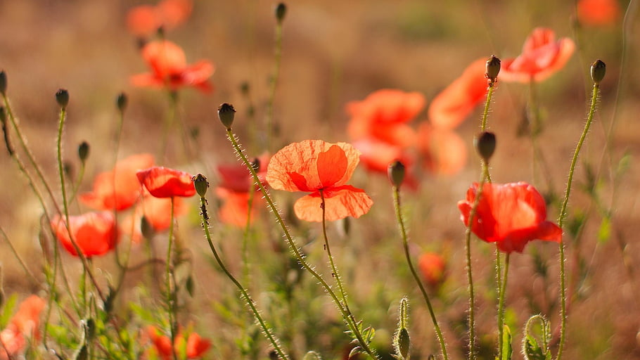 poppies, flowers, plant, red Flower, petals, bloom, field, flower Field, nature