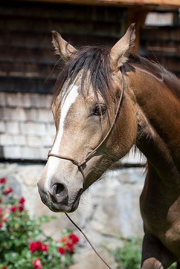 caballo, animal, equinos, cabeza, retrato, ecuestre, granja, animal de granja, patio de la granja, Caballo marrón, fauna silvestre