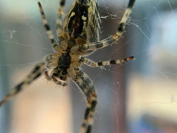 spider, animal, web, spider Web, macro, close Up, from The Bottom