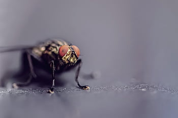 fly, insect, macro, nature, wildlife, animal, eyes, wing, compound Eyes, garden