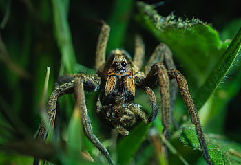spider, catch, prey, animal, eating, insect, nature, macro, grass, life, death