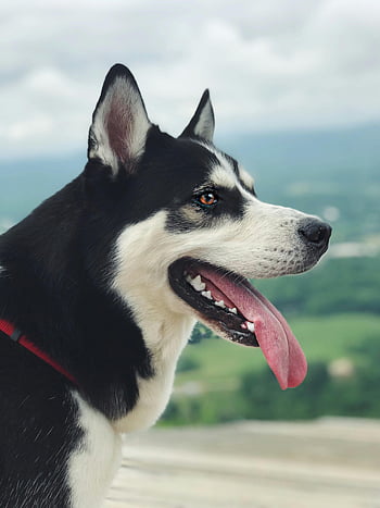 Siberian Husky, close-up photo, dog, tongue out, outdoors, pet, animal, nature, landscape, happy dog, portrait