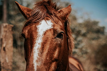 hlava koně, detailní fotografie, hnědý kůň, venkovní nastavení, hříva, kabát, intimní detail, portrét koně, fotografování koní, fotografování zvířat, přírodní pozadí
