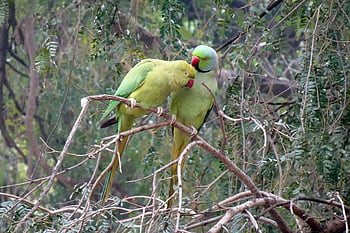 pták, andulka, zelená, tropický, Papoušek, Příroda, fauna, růže-kroužil papoušek, psittacula krameri, prsten-hrdlem papoušek, rajasthan