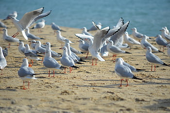 นกนางนวล, เที่ยวบิน, ฝูง, นกบิน, ฝูงนก, ชายหาด, นางนวล, นก, ปีก, ธรรมชาติ, ทะเล