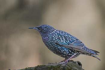 πουλί, φτερά, φύση, τραγουδίστρια, sturnus vulgaris, χαριτωμένος, μαύρο ράμφος, ορνιθολογία, ζώο, άγρια ​​ζωή, παρατήρηση πουλιών