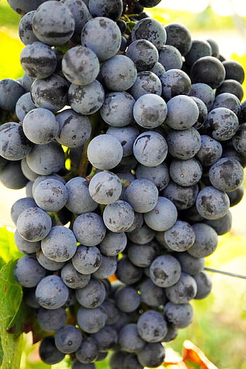 uva, frutta, vigneto, vite, salutare, maturo