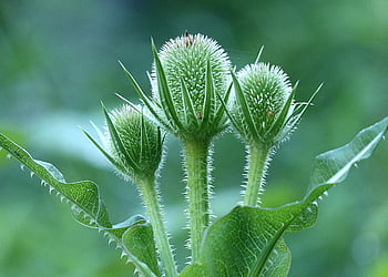 dipsacus, nature, prickly, summer, green, close Up