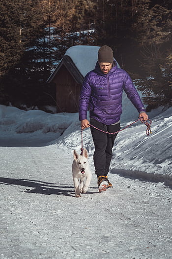 winter, snow, dog, pet, love, happy, animal, nature, mountains
