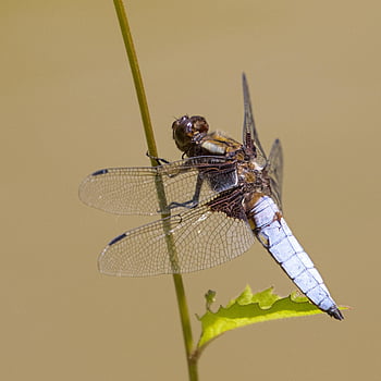 Libelle, Insekt, Makro, Flügel, Libellenflügel, geflügeltes Insekt, odonata, Anisoptera, Entomologie, Fauna, Natur