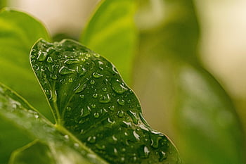 foglia, pianta, gocce di pioggia, rugiada, Guazza, goccioline, bagnato, verdura, fogliame, foresta, giardino