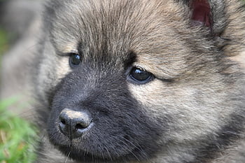eurasier, dog, puppy, young Eurasier, young Dog, pup, pet, animal, canine, mammal, nature