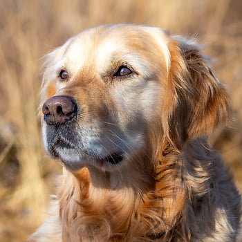 hund, Golden retriever, kjæledyr, natur, portrett, retriever, søt, dyr