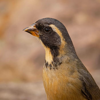 bone Picker, bird, perched, animal, feathers, plumage, beak, bill, bird Watching, ornithology, animal World