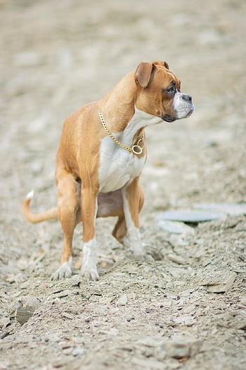 boxer, dog, pet, iran, nature, mashhad, animal, canine, mashhad City