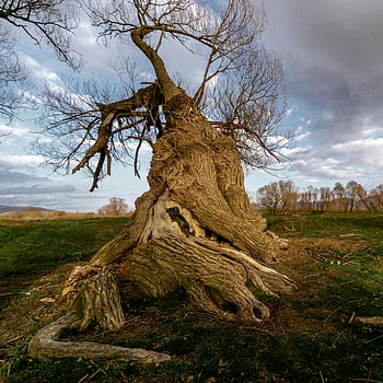 low-angle shot, bare tree, grass field, leafless tree, nature's resilience, didim turkey, towering tree, winter landscape, tree trunk texture