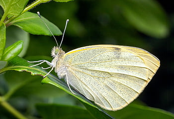 butterfly, pollinator, insect, lepidoptera, wings, antenna, entomology, large White