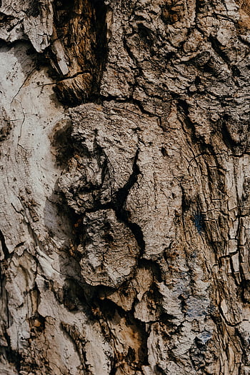 brown tree trunk, close-up photography, detailed texture, rugged tree bark, natural patterns, earthy tones, tree bark texture, close-up nature, tree trunk details, bark patterns, earthy colors