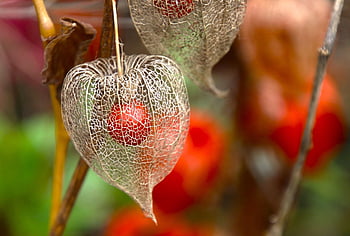 suchý, semena, květ lucerny, Lantern Physalis, semen, průhledný, pemphigus, suší se, prolamované, sušené rostliny, Rostlina nočního stínu