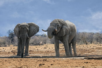 elefanti africani, Namibia Wildlife, safari, elefanti grigi, sabbia marrone, paesaggio della fauna selvatica, coppia maestosa, savana africana, coppia di elefanti, fotografia naturalistica, Elefanti della Namibia