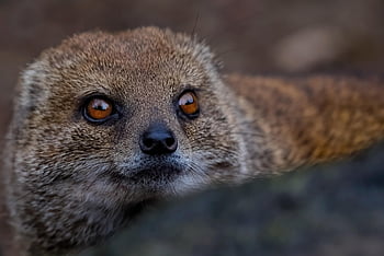 mongoose, yellow Mongoose, red Meerkat, mammal, animal, carnivore, predator, nature, wildlife