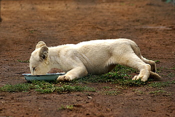 lion, eating, drinking, nature, eat, africa, baby, cub, rescue