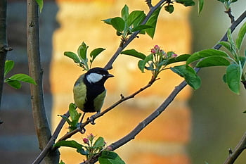 great Tit, bird, sit, nature, garden, beak, look Away, black, yellow, songbird, parus Major