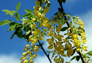 tree, laburnum, yellow Flowers, spring, nature