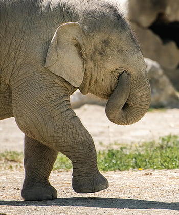elephant, animal, mammal, infant, wild Animal, pachyderm, wildlife, fauna, wilderness, nature, zoo