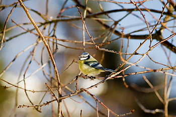 burung, tit biru, ranting, pohon, bertengger, alam, cyanistes caeruleus, musim dingin, musim semi, taman
