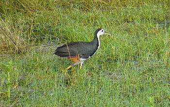 cu apă albă, pasăre, animal, amaurornis phoenicurus, a păsărilor de apă, Rallidae, animale sălbatice, penaj, cioc, natură, Birdwatching