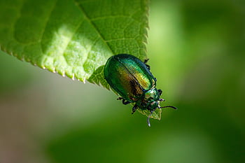 entomologie, členovců, brouci, biodiverzity, coleoptera, ekologická role, preference stanovišť, chování hmyzu, Ekologie hmyzu, Morfologie hmyzu, hmyz taxonomie