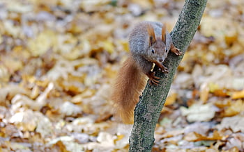 squirrel, rodent, wildlife, forest, wilderness, nature, animal, animal World, verifiable Kitten, nager, forest Animal
