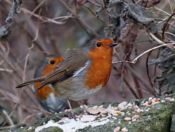 European Robin, Erithacus rubecula, Winter, January 2022, Robins, towpath, Trent and Mersey Canal, Wheelock, Cheshire, wildlife and nature, amateur photography