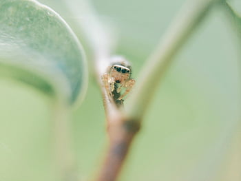 hnědý pavouk, makro snímek, detail, malý pavouk, listy rostlin, makro fotografie, Příroda, volně žijících živočichů, hmyz, zelené pozadí, venkovní