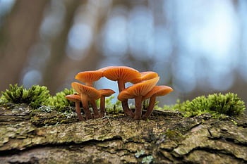 mushrooms, plants, mycology, forest, fierce, nature, close Up, money Box, orange, veletonohá, assembly Pipes