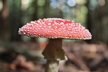 fly Agaric, mushroom, forest, red Mushroom, fly Amanita, amanita Muscaria, toadstool, fungus, forest Mushroom, forest Floor, nature