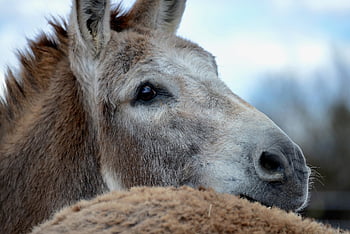 donkey, mule, animal, mammal, species, fauna, nature, horse, equine, sanctuary, mare
