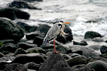 アオサギ、 自然、 鳥、 野生動物、 ユグレットファミリー、 繁殖期、 海洋、 鳥類、 鳥類学