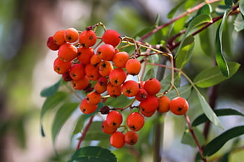 horský popel, sorbus aucuparia, ovoce, rowanberries, bobule, listnatý strom, zblízka, oranžový, bobule mouky