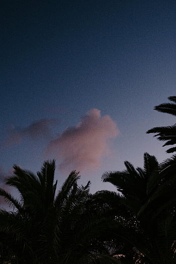 tramonto, palme, cielo viola, cielo blu, nuvole, scena pacifica, alberi stagliati, crepuscolo, sera, paesaggio naturale, Atmosfera serena