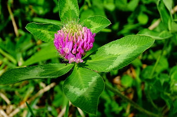 trifoglio, trifoglio rosso, fiore selvaggio, campo, flora, fioritura, fiore, bellissimi fiori, carta da parati floreale, pianta, natura