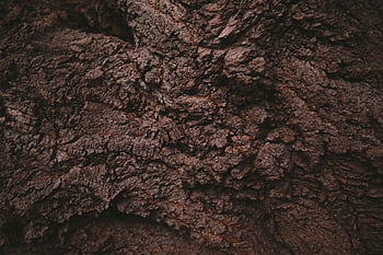 árbol, textura, Iniciar sesión, madera, ladrar, modelo, naturaleza, estructura, marrón, el maletero, cámping