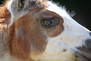 llama, animal, mammal, nature, llama Head, face, eyes, animal World, fur, close Up, animal Photography